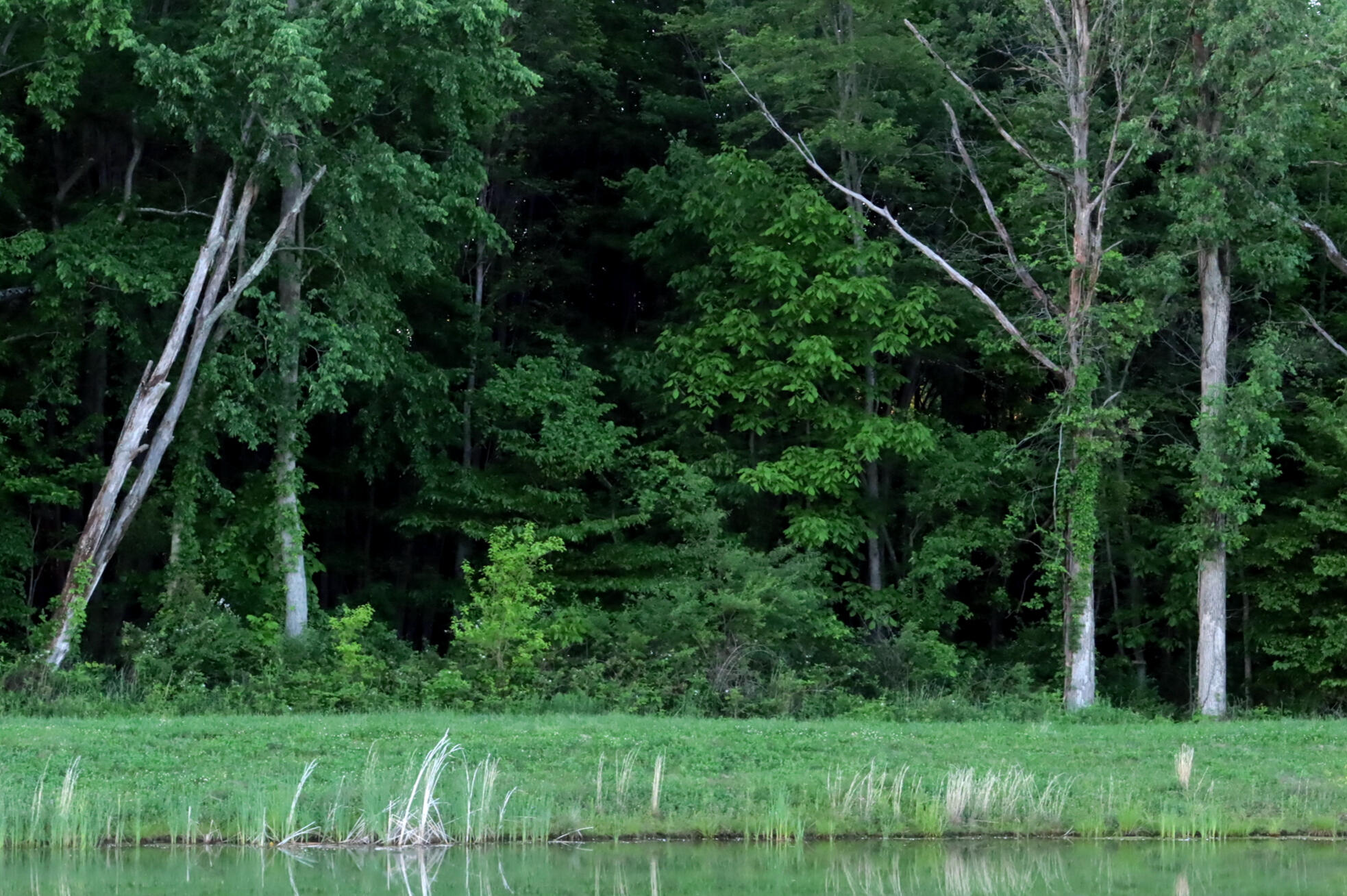 Ohio woods Bright green trees and shrubs in the background with a grassy bank above water with reeds along the shoreline in the foreground.
