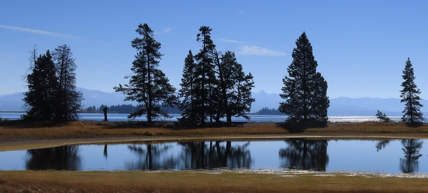 Gull Point on Yellowstone Lake A small, reflective pond is surrounded by tall pine trees and grasslands under a clear blue sky. In the background, sunshine glints on a large body of water with distant mountains on the horizon.